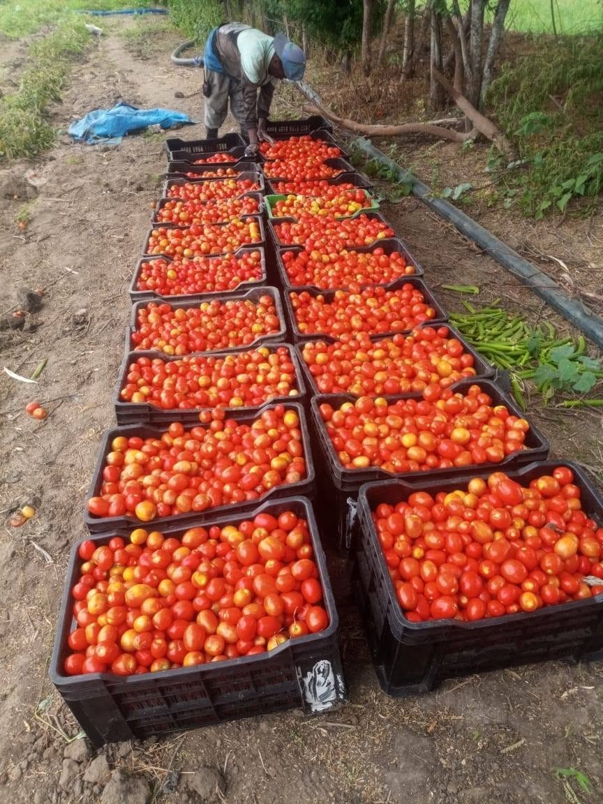Tomates colhidos em caixas