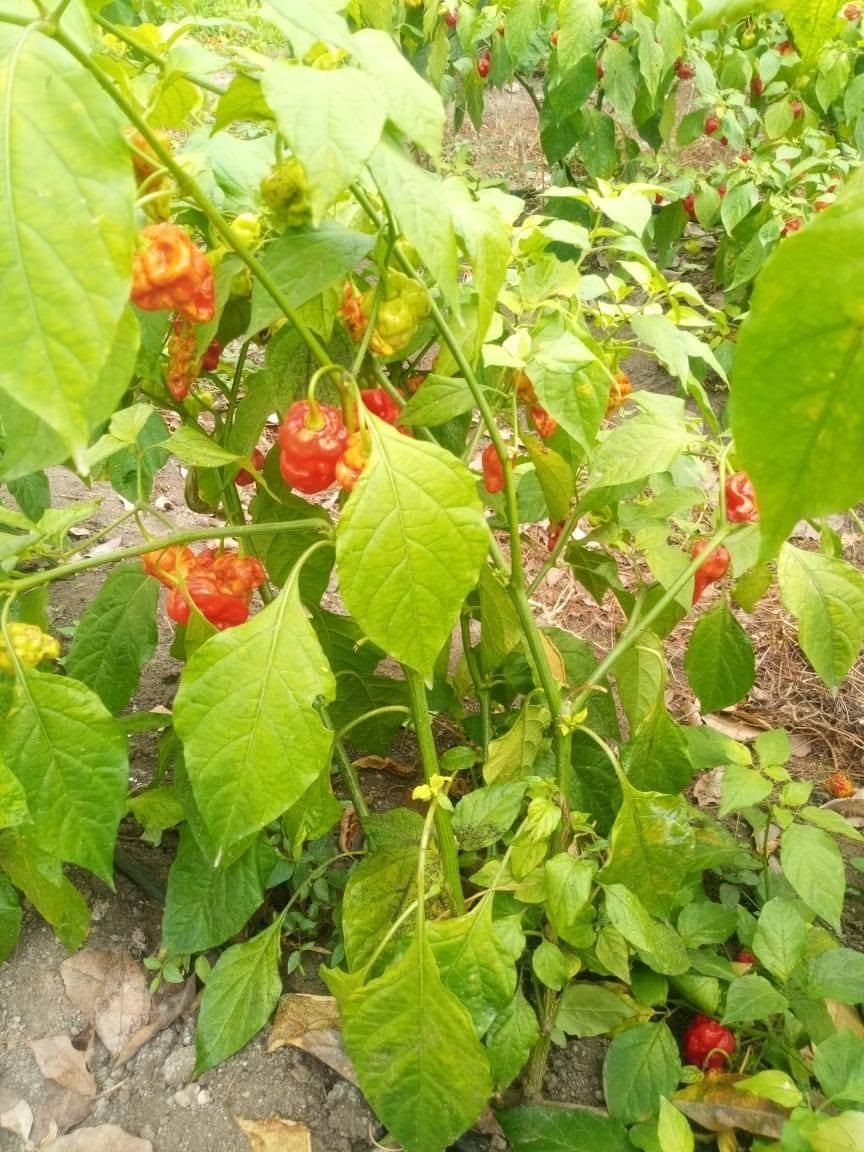 Gindungo em cultivo