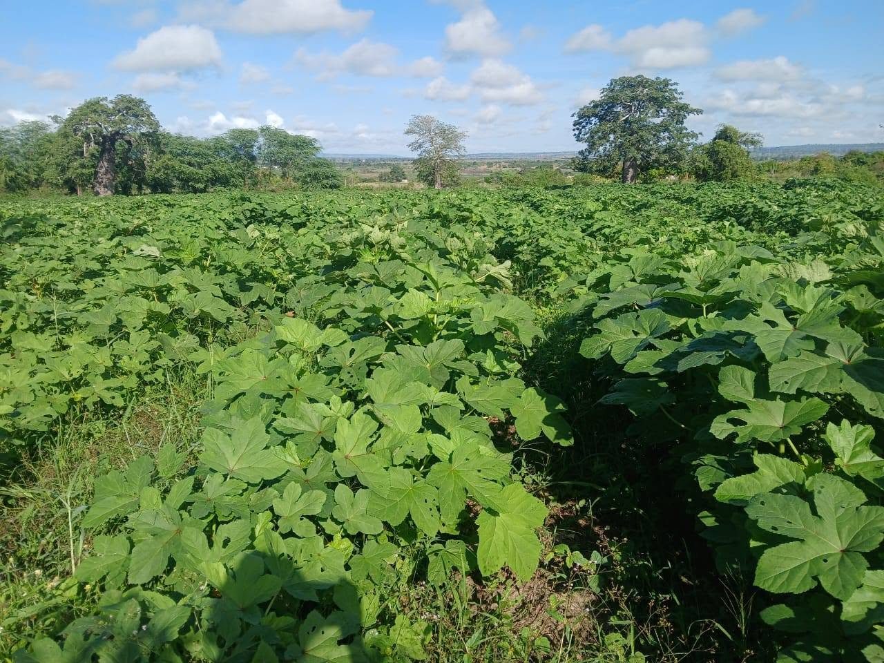 Cultivo de quiabo